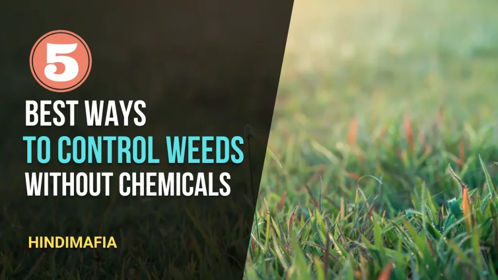5 Best ways to control weeds without chemicals