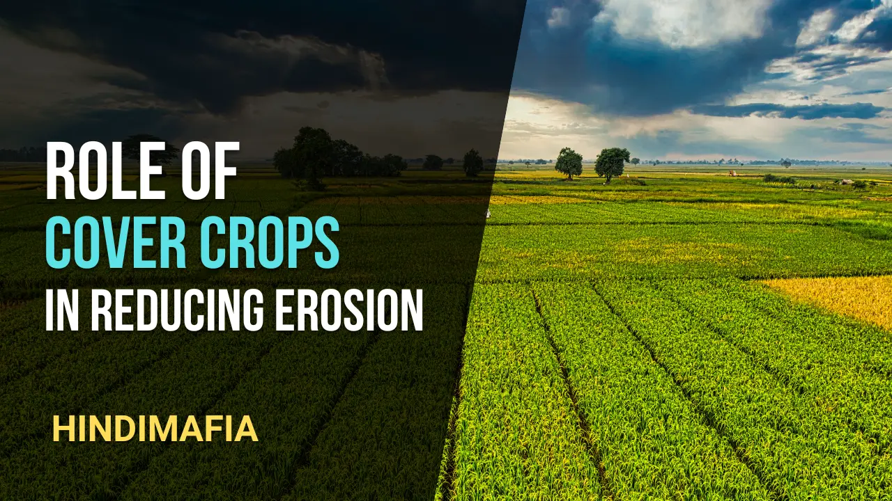 Role of Cover Crops in Reducing Erosion
