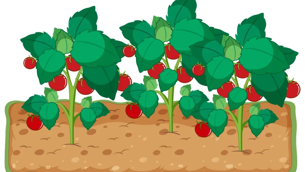 Best Organic Pest Control Methods for Tomato Plants